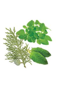 AromaTouch2 doterra-poweroele.de Aroma Touch 2