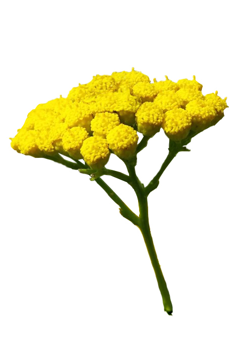 Blue-Tansy-2 Blue Tansy 2 1