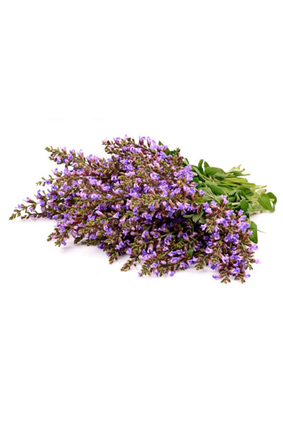 Clary Sage 2