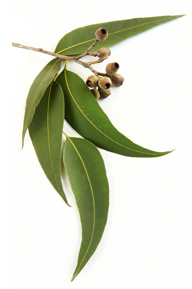 Eucalyptus 2