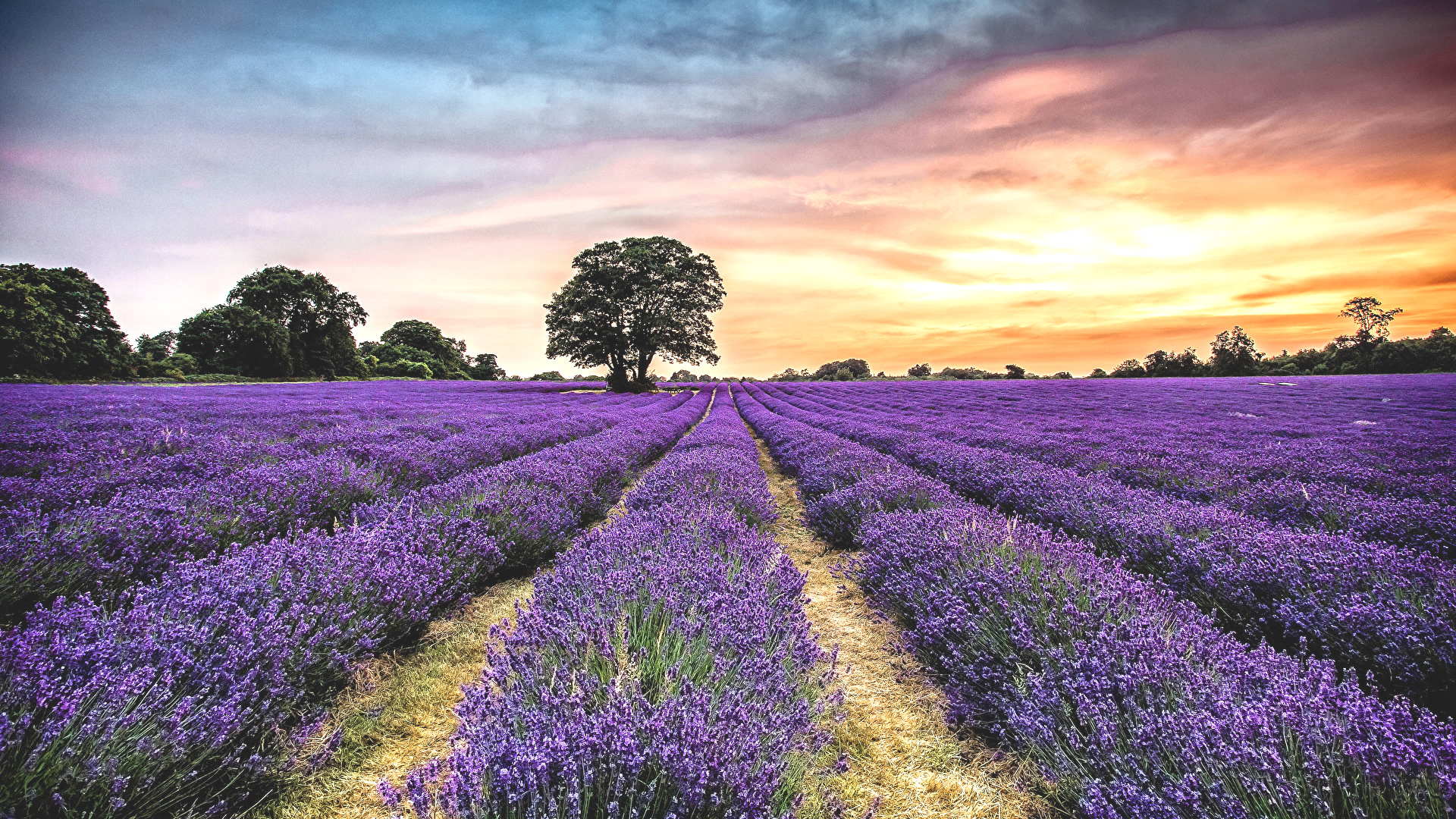 doterra-poweroele.de Lavendel Feld