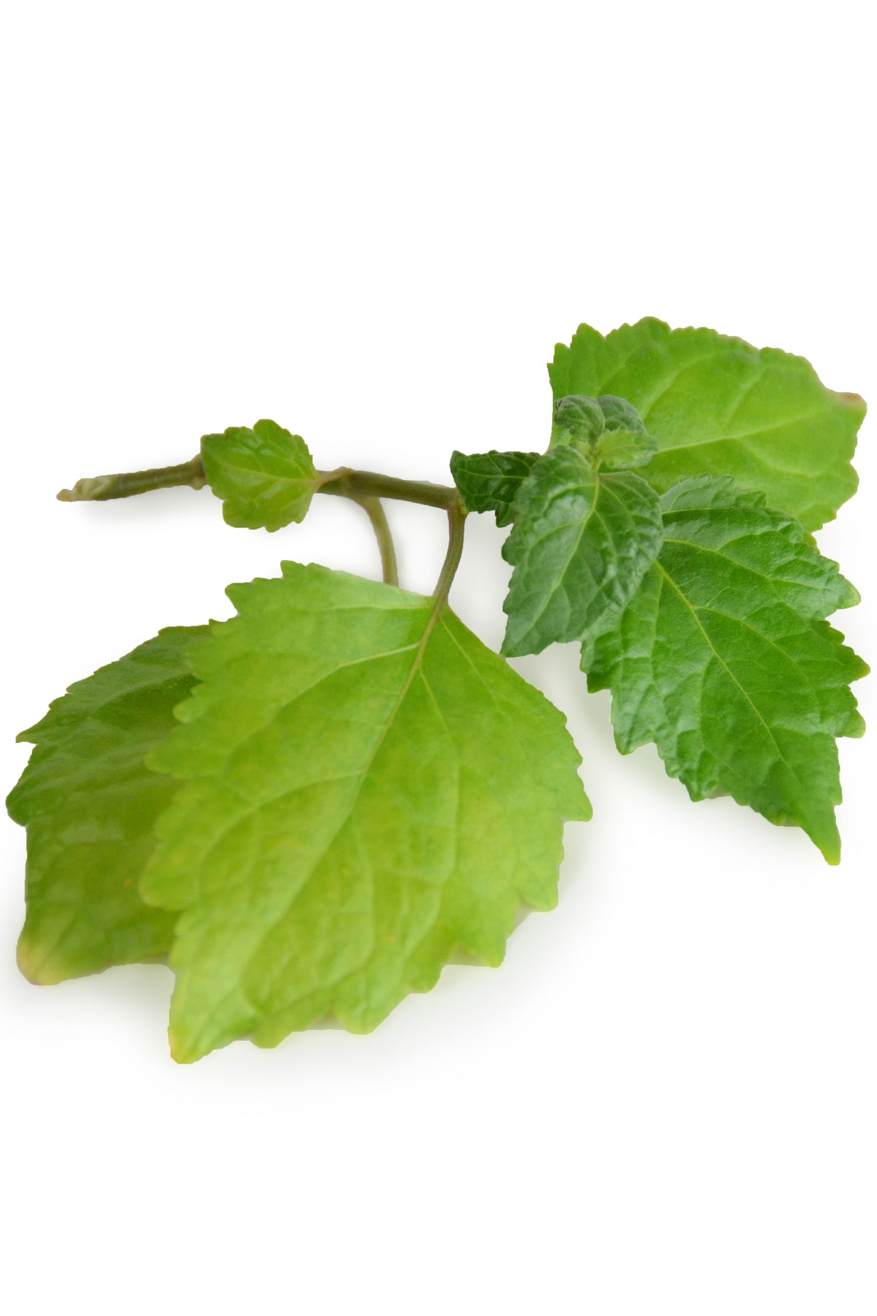 Patchouli-2 Patchouli 2