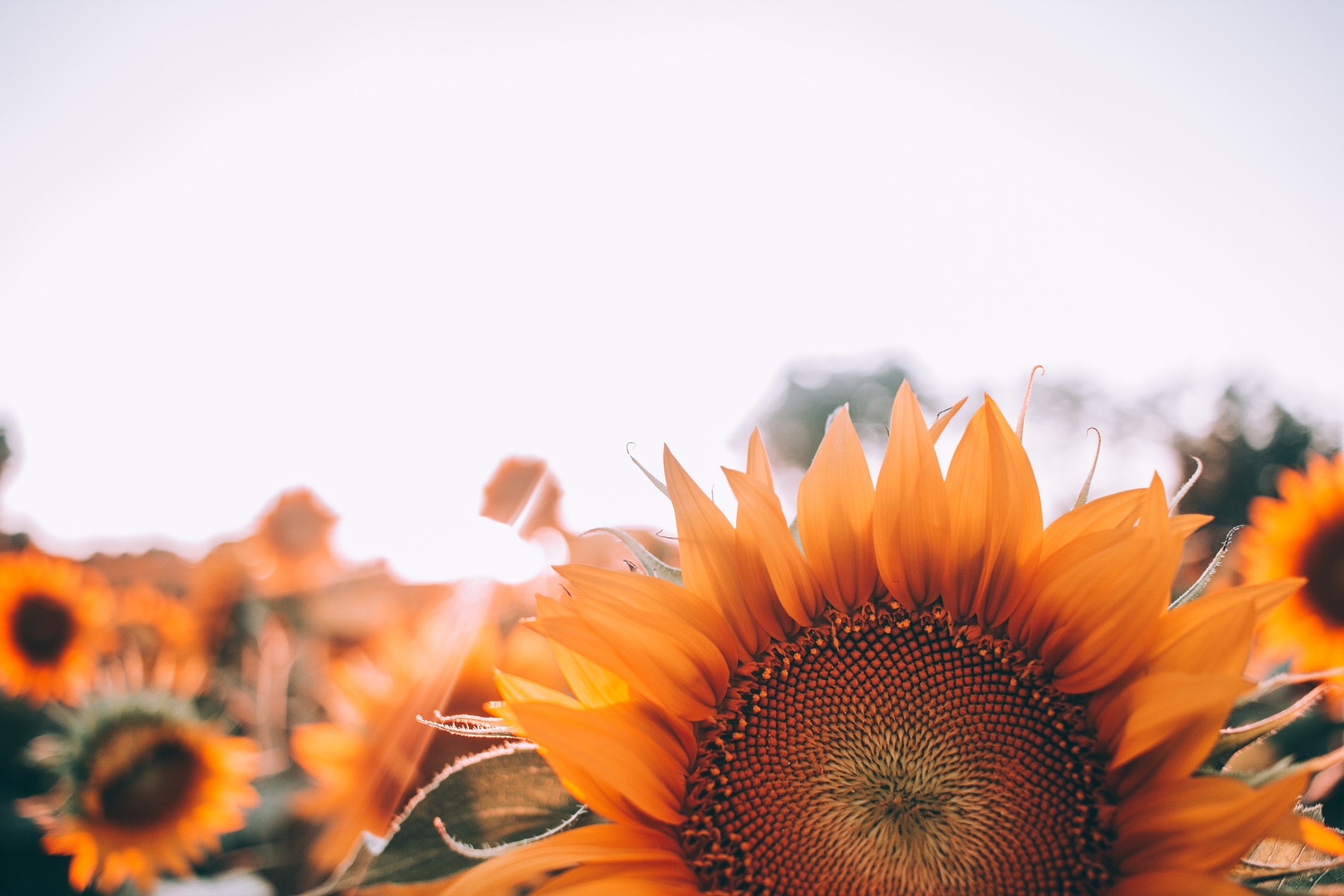 doterra-poweroele.de Sonnenblumen