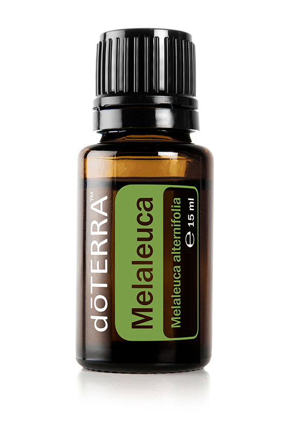 Melaleuca