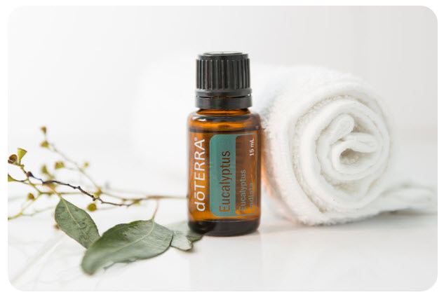 doTERRA Produkt des Monats Juli 2019 Eucalyptus