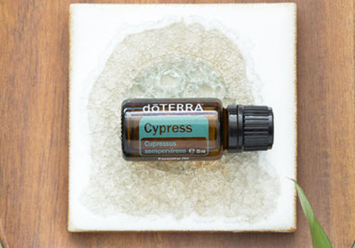 Cypress doTERRA Cypress - Produkt des Monats Januar 2021